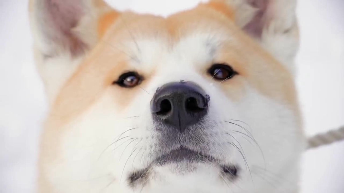 秋田犬目線のgoogleストリートビュー ドッグビュー が登場 秋田犬目線のgoogleストリートビュー ドッグビュー が登場